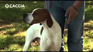 CACCIA TV SKY 235  GUIDA ALLADDESTRAMENTO DEL CANE POINTER [upl. by Harragan676]