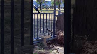 Magpies enjoying the water magpies birds [upl. by Hawger]