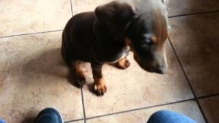 2 month old Doberman trained to sit [upl. by Ahsimac]