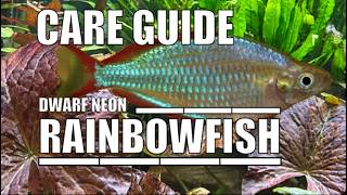 Dwarf Neon Rainbowfish Species Profile Care Guide Aquarium Tropicalfish Tank Boesemans [upl. by Morice716]