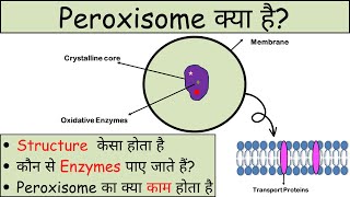 Peroxisome kya hai  Peroxisome Structure and Function in Hindi [upl. by Ellenaej]