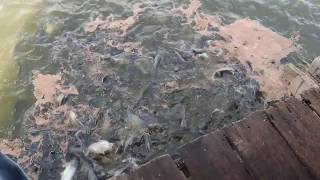 Pangasius fish farming  Pangasius catfish fish farming  Pangasius fish farming business [upl. by Hinda316]