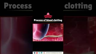 How Your Body Stops Bleeding The Incredible Blood Clotting Process Explained 🩸💪 [upl. by Bank]