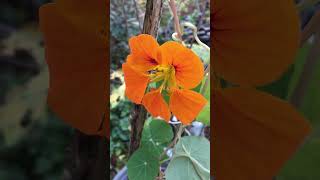 Orange Nasturtium flower  trailing vining nasturtiums garden short plants flowers orange bee [upl. by Deys]