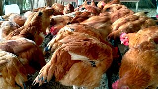 Paano mag alaga ng sasso dekalb at iba pang organic chicken [upl. by Kcim]