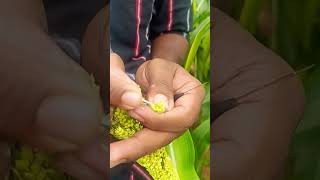 Sorghum emasculation hybrid development [upl. by Irep]