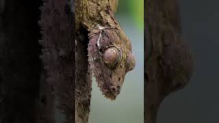 Crested Gecko Licking His Eye 👁️ [upl. by Rebhun]