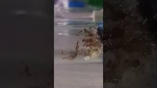 Муравьи Pheidole noda таймлапс муравьи кипер животные природа nature animals [upl. by Sllew]