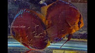 Stendker SantaremAlenquer Discus Breeding [upl. by Martelli210]