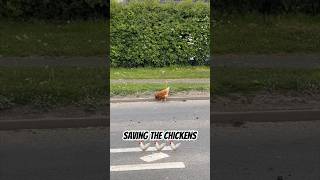 Saving The Chickens From The A41 Road At Grindley Brook chickens savethechickens [upl. by Aidin]