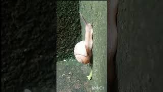 Snail world nature viralvideo shorts wow wonder story [upl. by Strauss279]