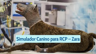 Simulador Canino para RCP – Zara [upl. by Luca]