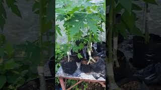 Multiple rootstock papaya [upl. by Ettenaej]