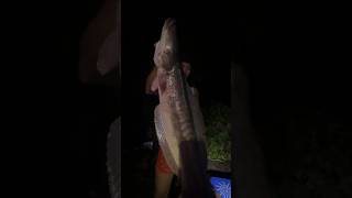 Giant fish jump to boat in Patsadai Cambodia ត្រីឆ្តោលោតចូលទូក ត្រីឆ្តោលោតចូលទូក Giantfish [upl. by Zingg]