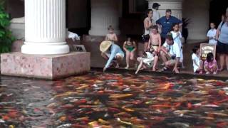 Feeding the Koi Fish at Marriott Lihui Kauai 2009 [upl. by Orban52]