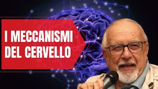 I meccanismi del cervello [upl. by Onateyac]