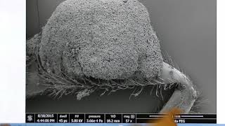 Scanning Electron Microscope SEM [upl. by Urba765]