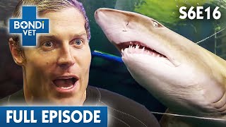 Dr Chris in the Deep End with Sharks 🦈  Bondi Vet Season 6 Ep16  Bondi Vet Full Episodes [upl. by Doone]