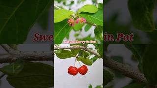 Sweet Cherry Fruiting Journey at roof garden short cheeryplant gardeningshorts [upl. by Marsden378]