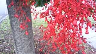 Illawarra Flame Tree Flowers  Brachychiton acerifolius HD 04 [upl. by Attenehs]