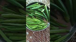 nature naturelovers clusterbean gawarfali okra mattha lunch shortsfeed shortytshortsindia [upl. by Ariaz465]