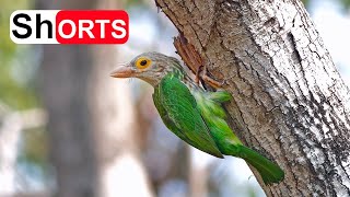 Mother Feed Baby Asian Barbet In Hollow Tree – Bird Nest In Tree Cavity Lineated Barbet Sound 3 [upl. by Namwen]