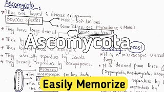 Ascomycota Life Cycle  Characteristics [upl. by Corder]