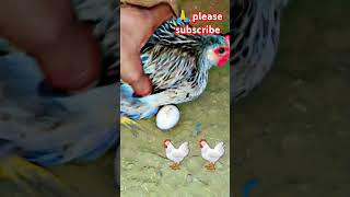 Bantam chicken ka egg bantamchickensfancypigeon vicpettownpigeon bantam vlog vicpettownconky [upl. by Stovall]