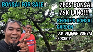 PART1BONSAI FOR SALE7 PCS BONSAI FOR ONLY 75KPACKAGE MGA KABONSAI 🌳😘 [upl. by Retlaw]