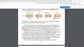 10 Bacterial Spore بالعربي [upl. by Lenrow]