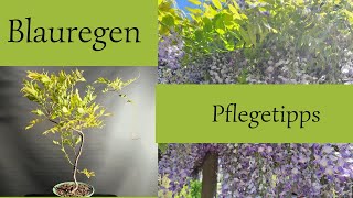 Blauregen Pflegetipps der Weg zur Blüte [upl. by Neelik]