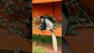 Colobus monkey with browse in the walkthrough enclosure at London Zoo [upl. by Tiersten]