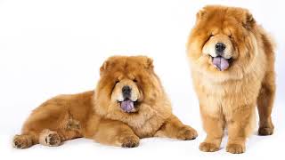 كلب تشاو تشاو Chow Chow [upl. by Yetty]