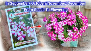 Petunias From Seeds To Flower How To Grow [upl. by Shoshanna]