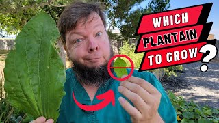 The Best Plantain Species For Your Medicinal Garden [upl. by Zaslow]