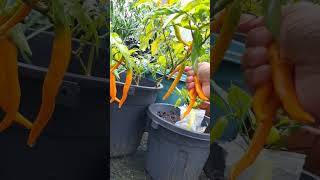 Pepper growing in container gardening garden fruit viralvideo viralshorts viralreels [upl. by Okkin980]