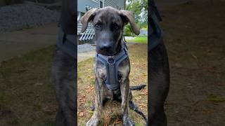 German Shepherd Puppy Wears His First Chain For Photoshoot At 4 Months Old [upl. by Ainot]