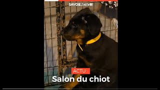 ANIMAUX  Le salon du chiot à Chambéry [upl. by Nauh]