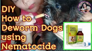 How to Deworm Dogs ShihTzu Using Nematocide jenny apelo [upl. by Aeduj]