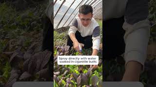 Easy plant care with tobacco  Link in Description garden gardeningtips gardening [upl. by Yebloc957]