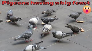 Pigeons feasting on big pieces of bread [upl. by Beryl]