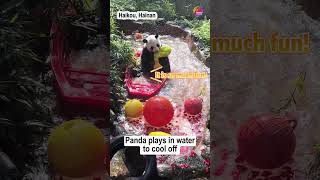 Panda plays in water to cool off [upl. by Donal874]