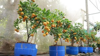 Method of growing kumquat and lemon from branches at home for lots of fruit [upl. by Sessilu]