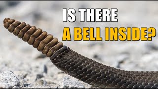 The Mystery of the Rattlesnake’s Tail What Makes the Noise [upl. by Sheffie]