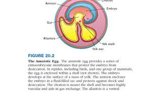 Reptiles the First Amniotes Cladistic interpretation of Amniotes [upl. by Ailecara]