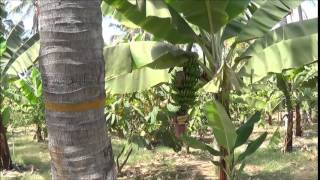 Intercropping in coconut plantationTiptur [upl. by Hanleigh745]