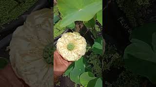 First flower in our new garden🥰garden trending lotusgarden viralvideo shorts [upl. by Iur]