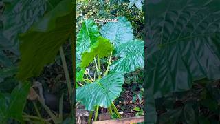 Wow beautiful plants plantslover natureplants nature youtubeshorts shorts short shortsvideo [upl. by Ariana]