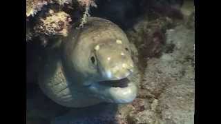 Gymnothorax albimarginatus  Whitemargin moray [upl. by Erreid]