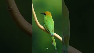 Asian green bee eater wildlifephotography birds nature wildlife [upl. by Corbin]